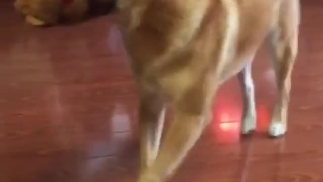 Funny Animals Dog Dancing