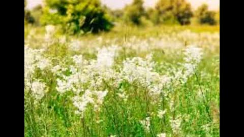 Meadowsweet