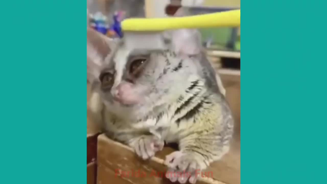 Most Funny Animals video.