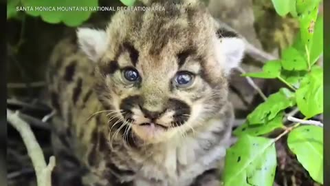 Three Female lion kitten.