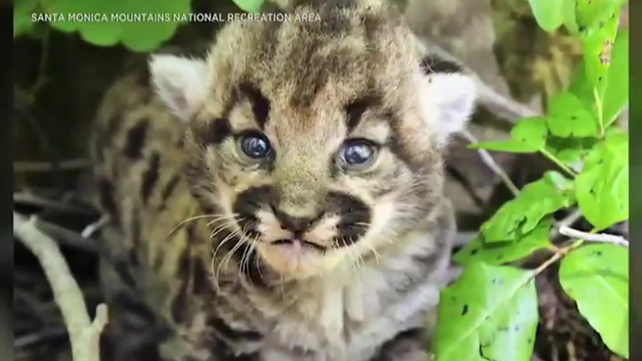 Three Female lion kitten.
