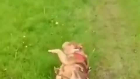 Funnies Animal
