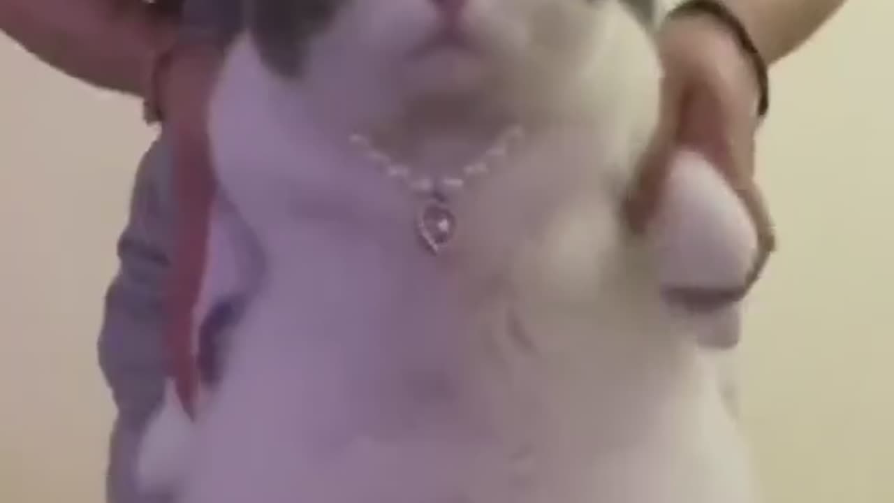 Funny cat
