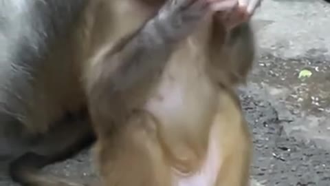 Cute Monkey China & Funny Love monkey| Animals Love