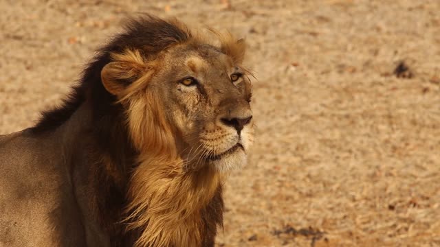 The lion king of the jungle is an amazing sight