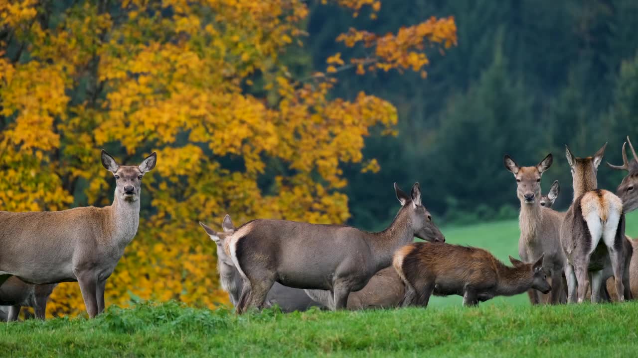 Deer Wild Female Pack Group Mammal Wildlife Fall