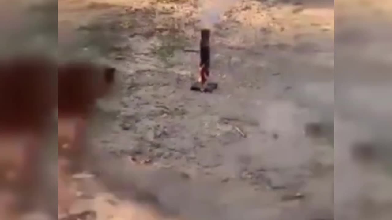Funny animals unstoppable fun #funny