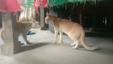 Two Cat Fighting Video