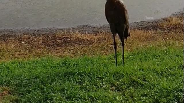 The nature zone: Brids tears in the rain.