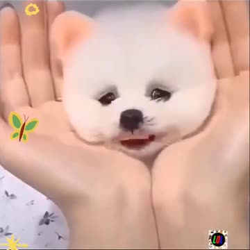 Cute puppy