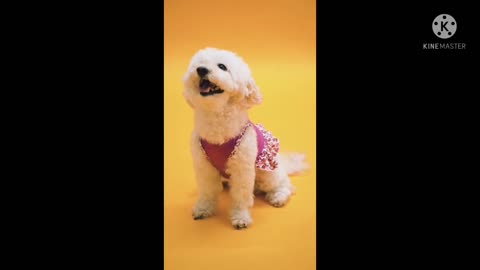 Lots of cute puppies - Dog videos | Love this cutties