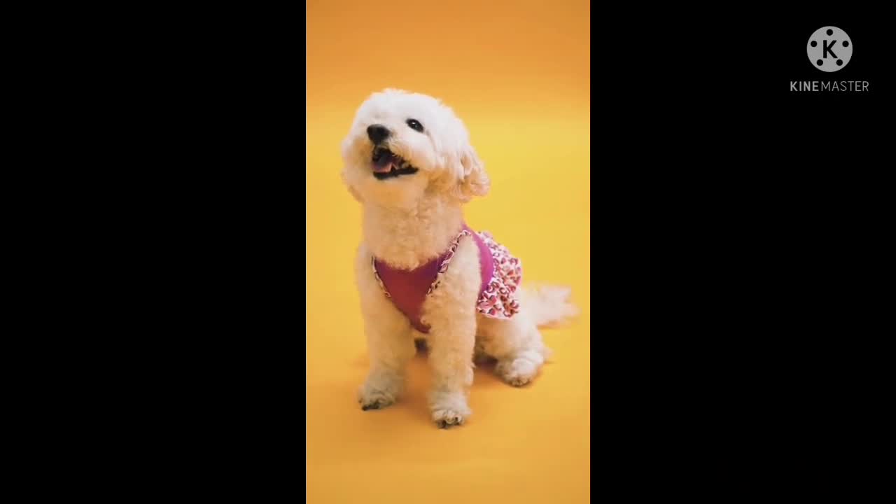 Lots of cute puppies - Dog videos | Love this cutties