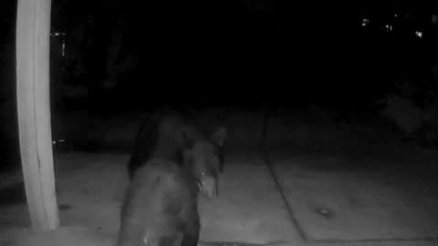 Ring Doorbell Captures Mating Bears