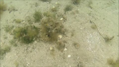 Diving for scallops in Blairgowrie Victoria (Port Phillip Bay)