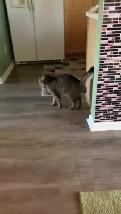 funny animals compilation -pussys cats