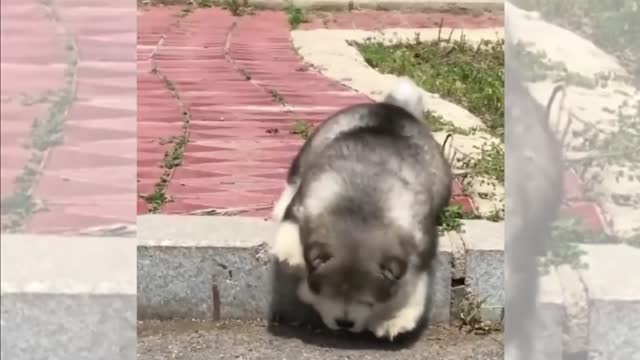 This Puppy Stranded Like It Was a Jeep Renegade