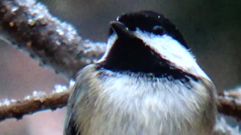 Chickadee