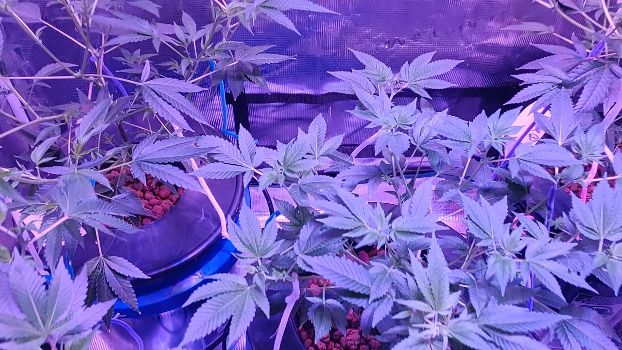 Transplant 2/13/23 Fire OG/AR, Blackberry x Hammer Clones