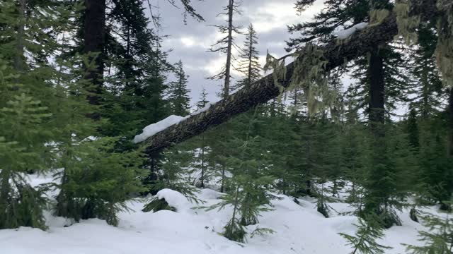 For My Next Forest Trick... – Central Oregon – Potato Hill Sno-Park – 4K