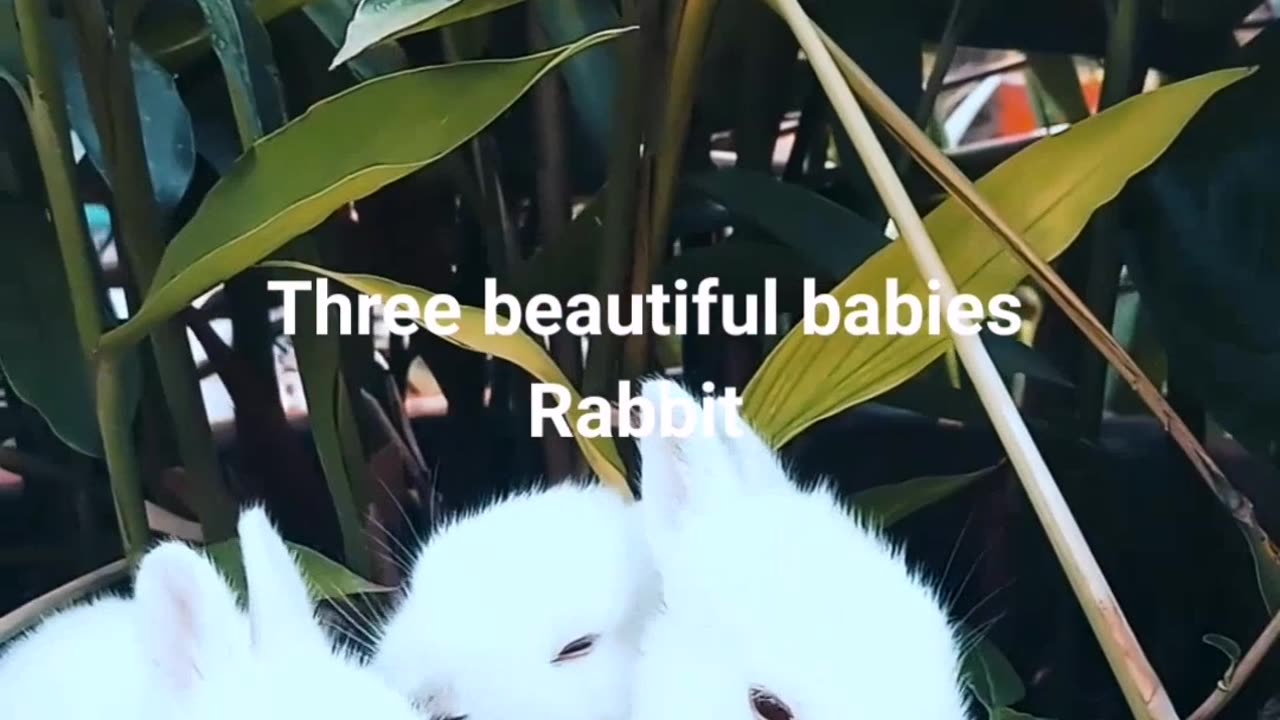 Three beautiful babies Rabbit