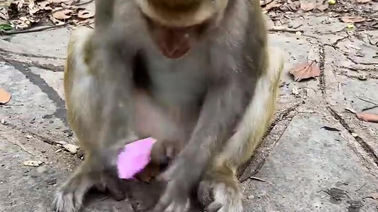 AN example of intelligence by a monkey, #animalslife#funnyanimals#wildlife