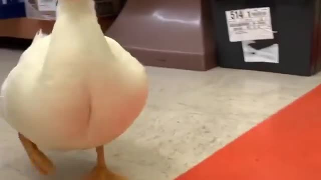Funny Duck Explorering a Store