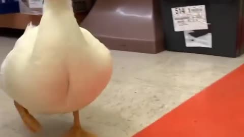 Funny Duck Explorering a Store