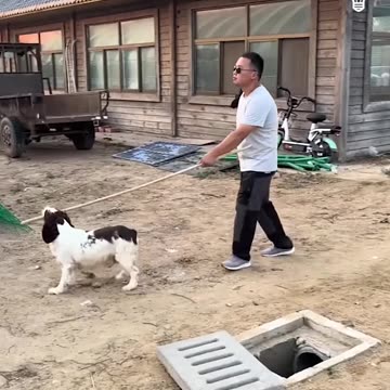 Why you need a dog in your life! 🐶❤️