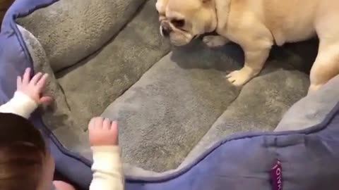 Funny animal videos|Cute animal videos |Funny dog&cat videos|Hilarious pet videos|Funny video