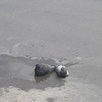 Doves swim in a puddle