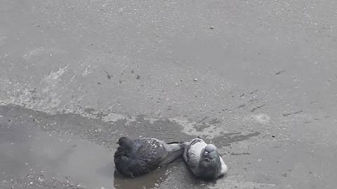 Doves swim in a puddle