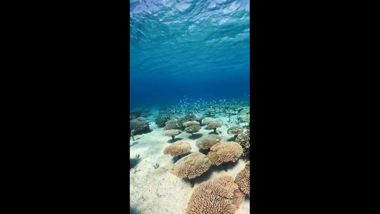 Underwater garden