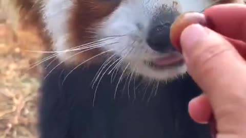 I'am very obedient, Please give me al the grapes