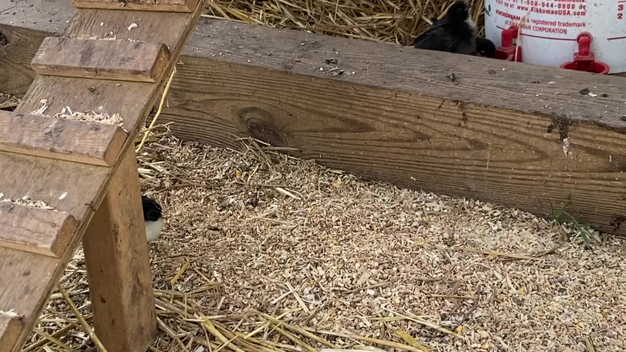 Broody Hen Tales with Chris P. Chicken: Chicks doing great in the run