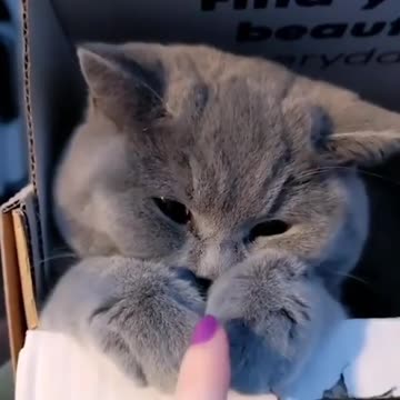 Various instances of pets being petted by residents