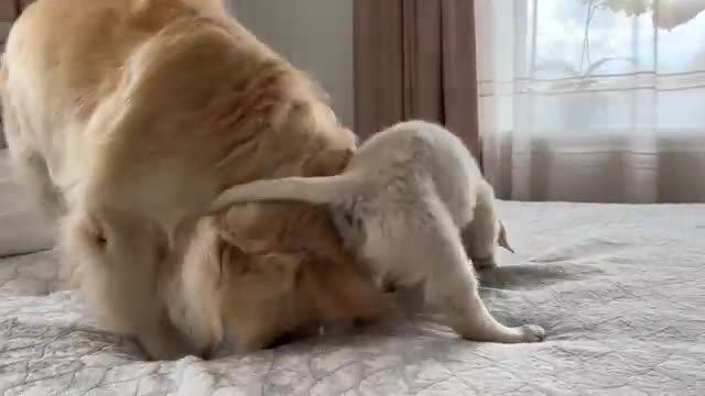 Puppy Demands Attention From Golden Retriever