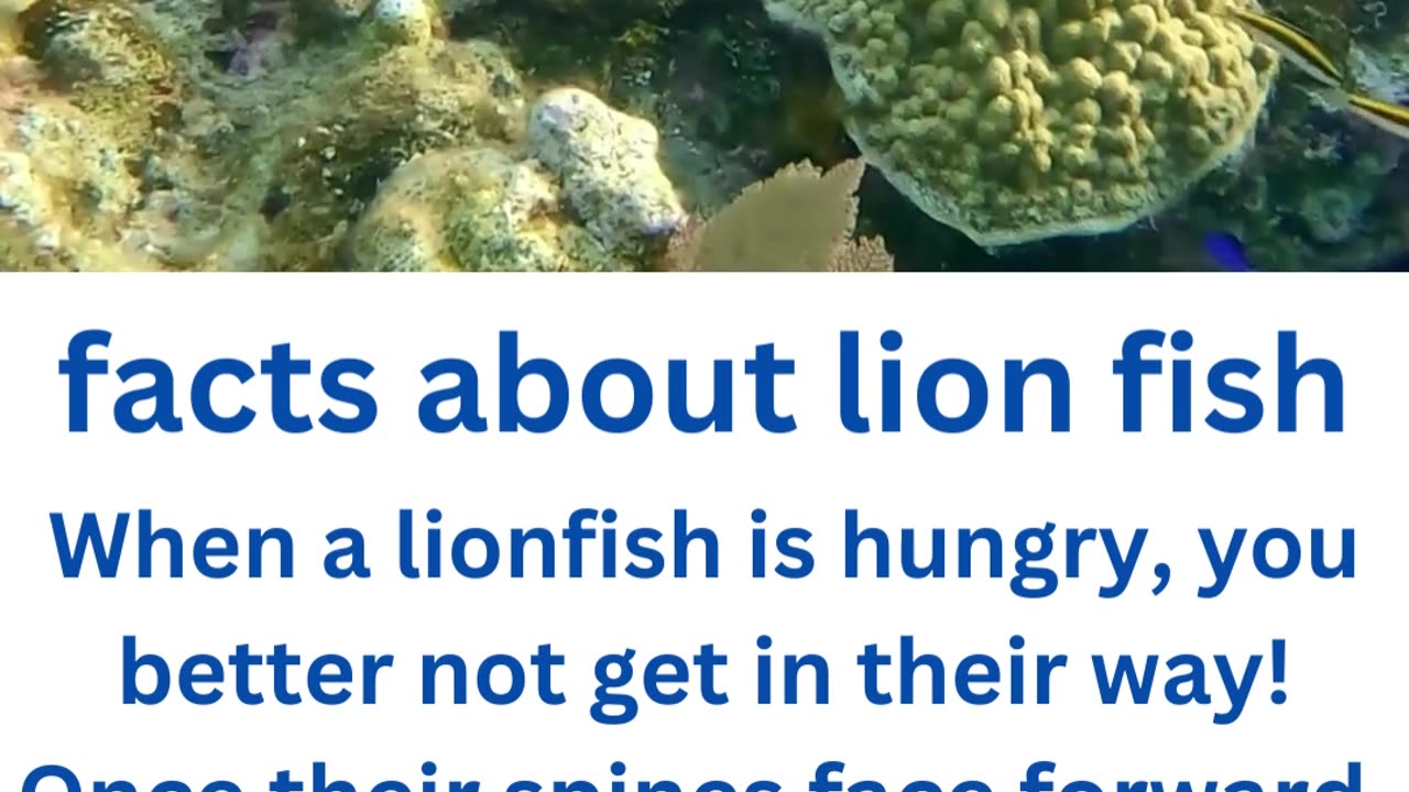 facts about lion fish..1/13