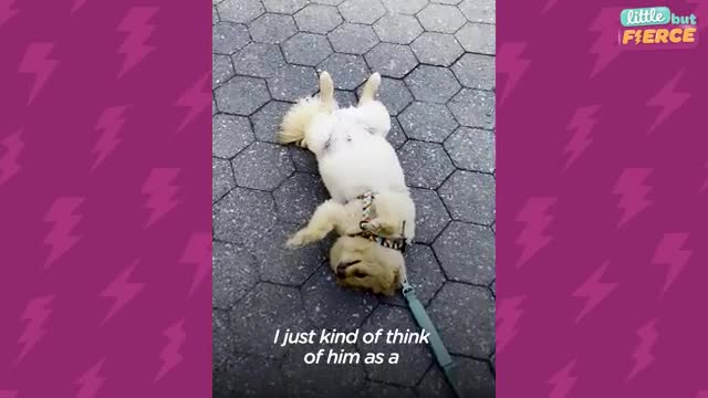 Pomeranian Takes "Playing Dead" To A Whole New Level | The Dodo Little But Fierce