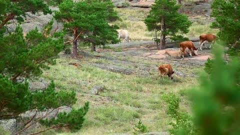 Cows walking in the meadow