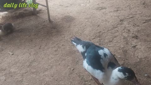 The duck is preying on it to eat | daily life vlog