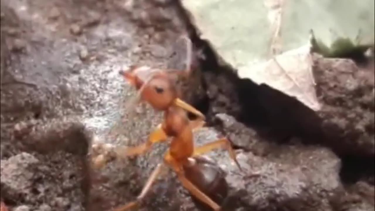 The Zombie Ant Fungus