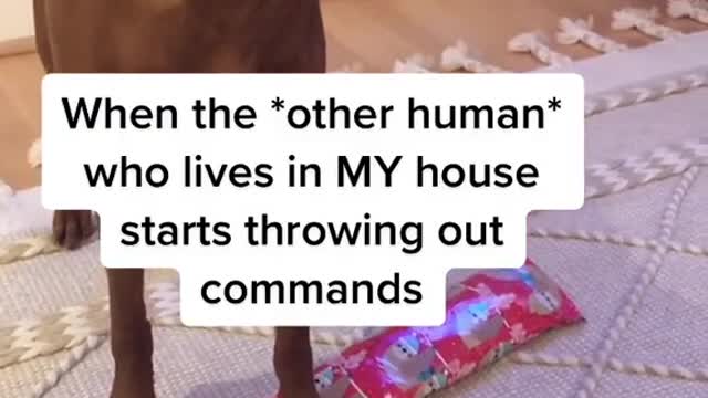 When the *other human* who lives in MY house starts throwing out commands