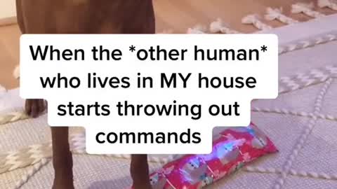 When the *other human* who lives in MY house starts throwing out commands