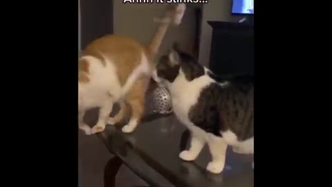 Funny cat