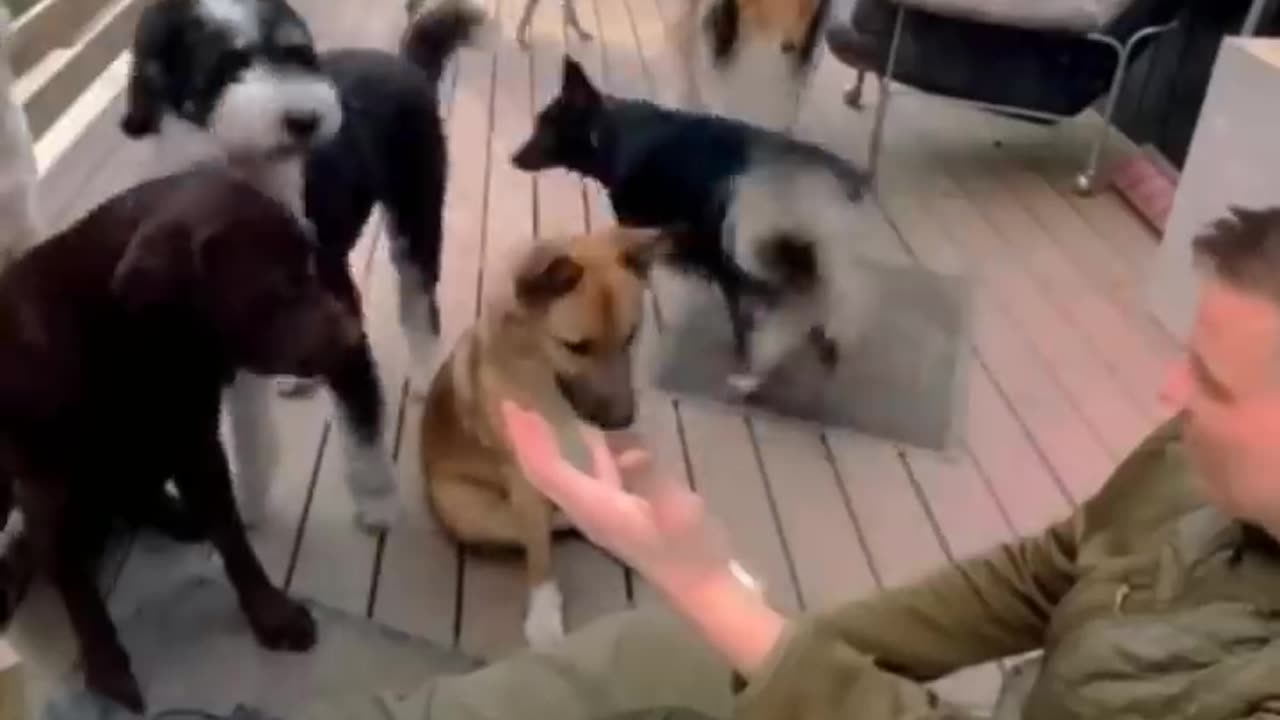 Funny Animal Videos 2024 Best Dogs And Cats Videos πΊπ #56,jhju