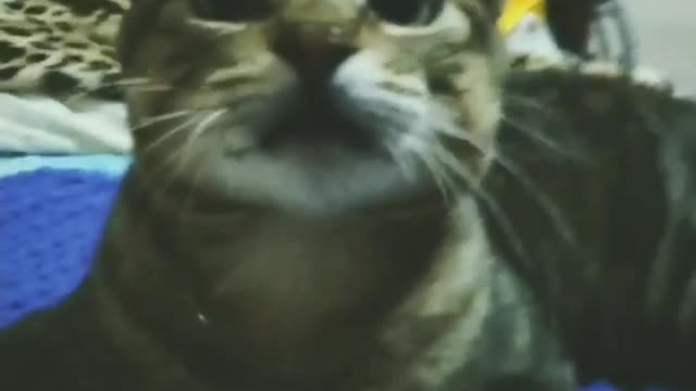 Funny cat dancing