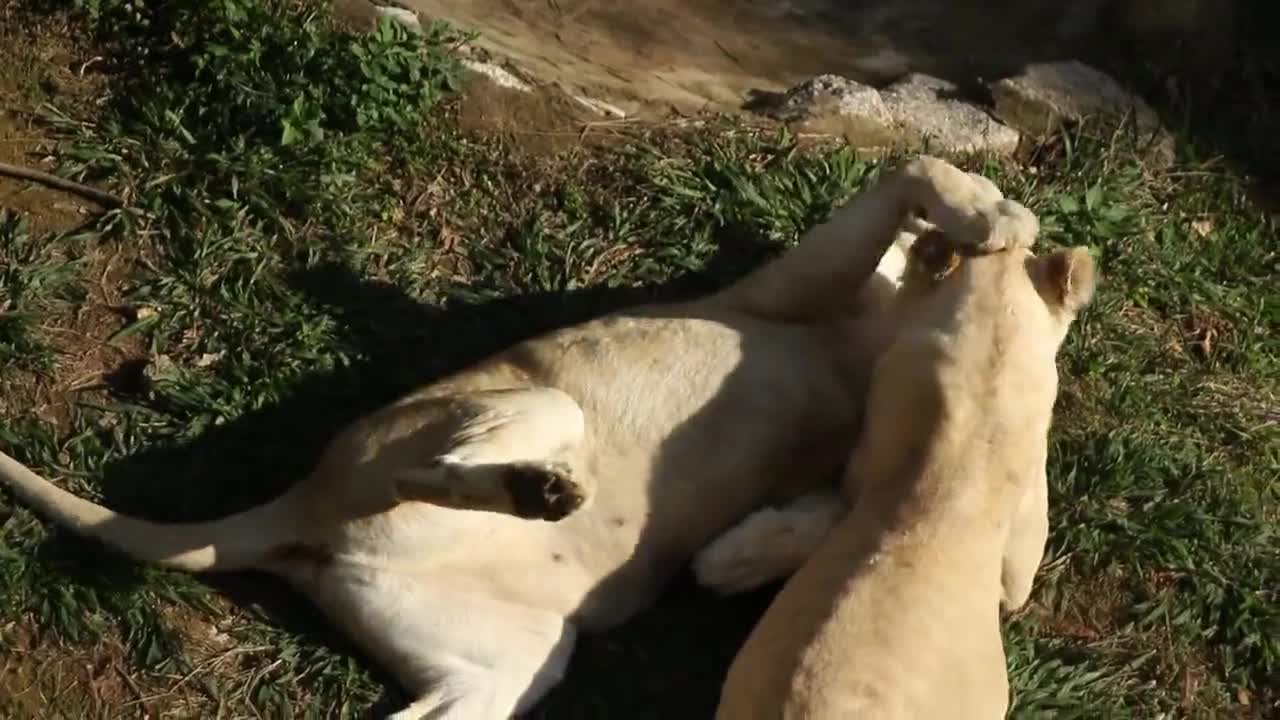 The White Lion Sisters