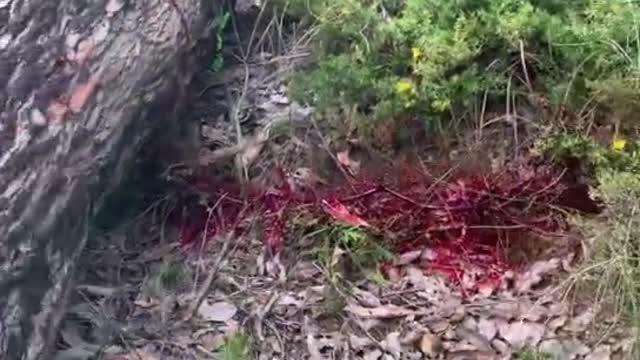 You know the tree is bleeding