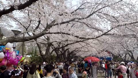 Most Beautiful Cherry Blossom in Korea