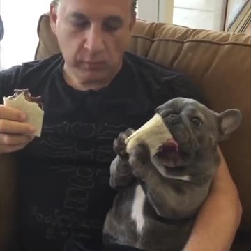 This a cute French bulldog